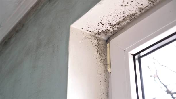 Best Basement Mold Removal  in Hooper, UT