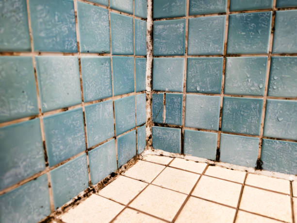 Best Mold Remediation for Healthcare Facilities  in Hooper, UT