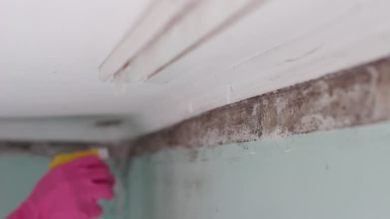 Best Water Damage & Mold Remediation  in Hooper, UT
